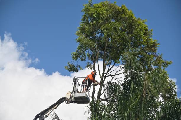 Reliable St Peter, WI Tree Care Solutions